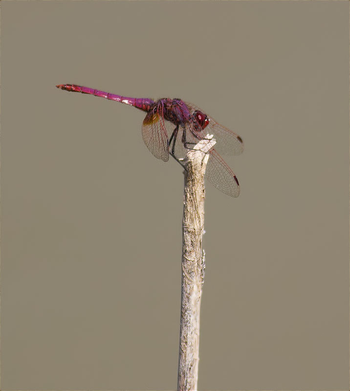 Mascle de Libèl·lula (Crocothemis erythraea)