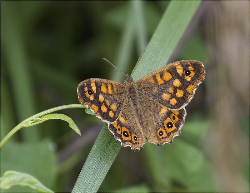 Bruna boscana (Pararge aegeria)