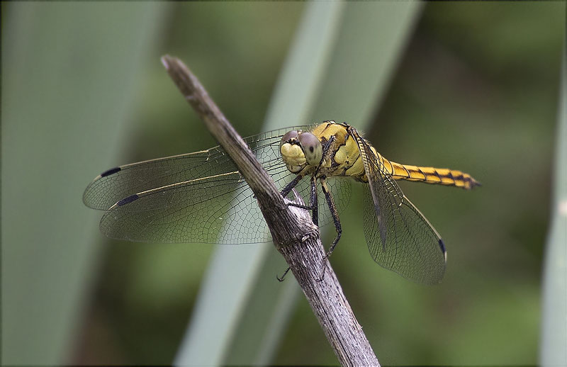 Femella de Libèl·lula (Crocothemis erythraea)