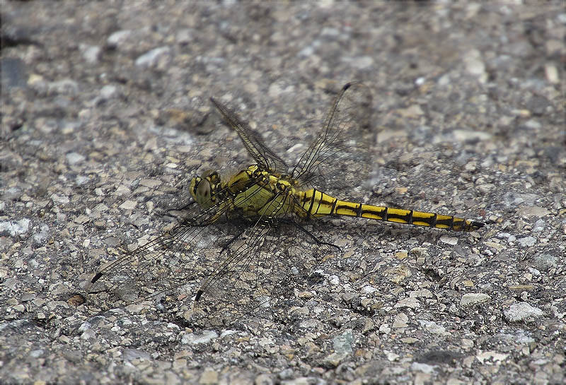 Femella de Libèl·lula (Crocothemis erythraea)