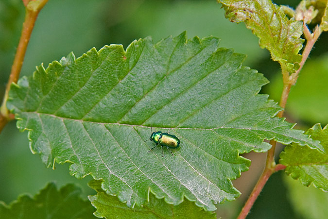 Chrysolina herbacea