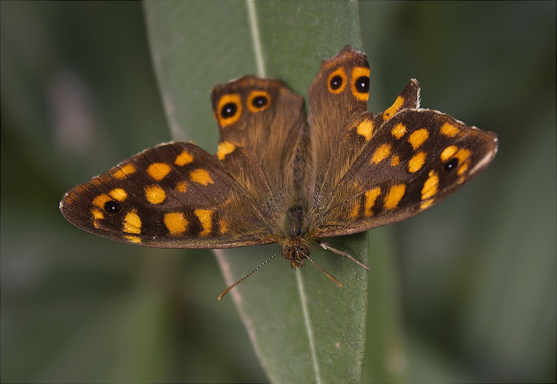 Bruna boscana (Pararge aegeria)