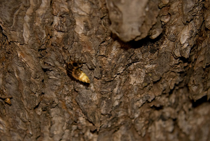 Cuca de Llum (Lampyris nocticula) 1 de 2