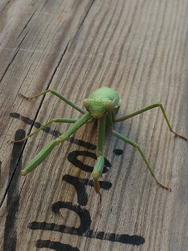 Pregadéu. Mantis religiosa