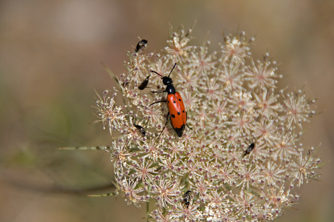 Mylabris quadripunctata