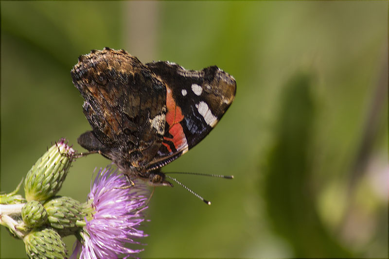 Atalanta (Vanessa Atalanta)