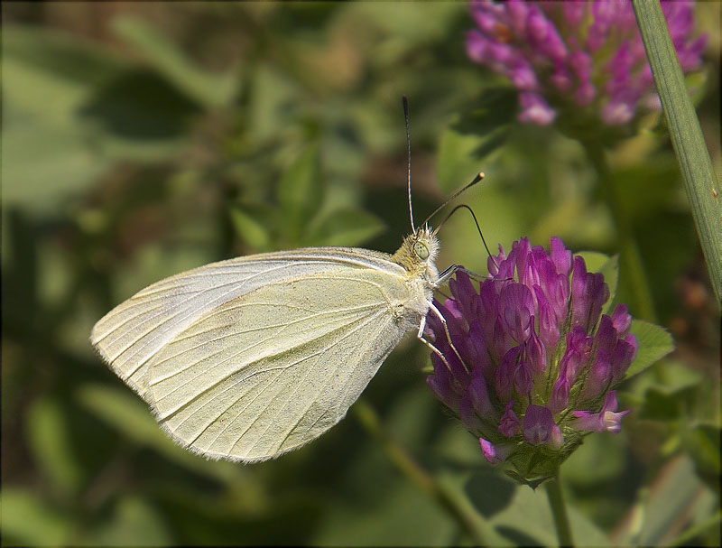 Blanca de la col (Pieris brassicae)