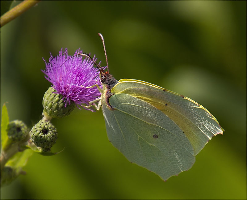 Cleòpatra (Gonepteryx cleopatra)