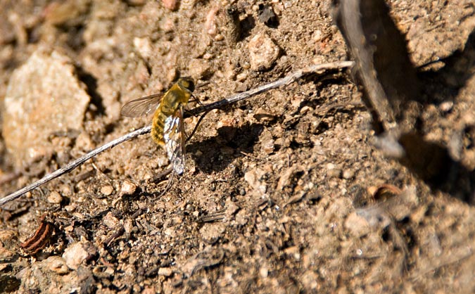 Abella (Apis mellifera)