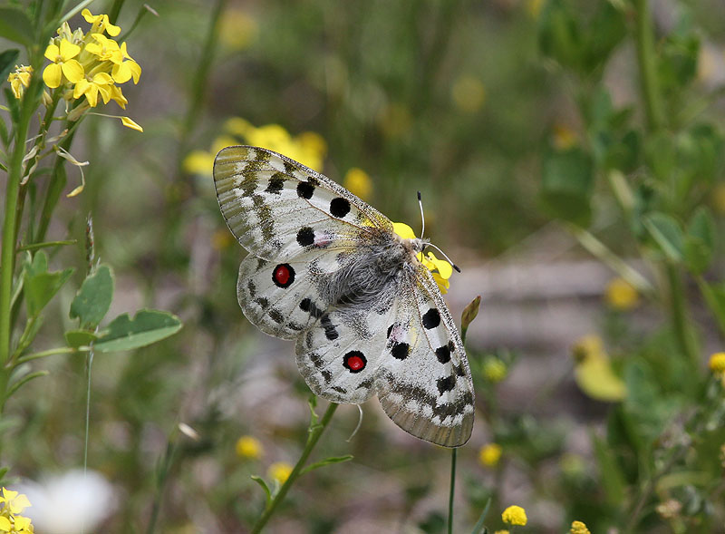 Apol·lo (Parnassius apollo)