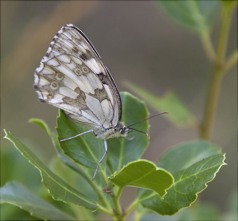 Escac ibèric (Melanargia lachesis)