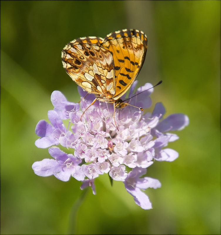 Donzella violeta (Boloria dia)