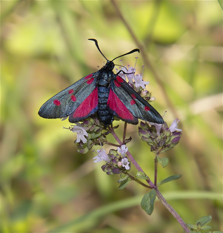 Zygaena (Zygaena) trifolii