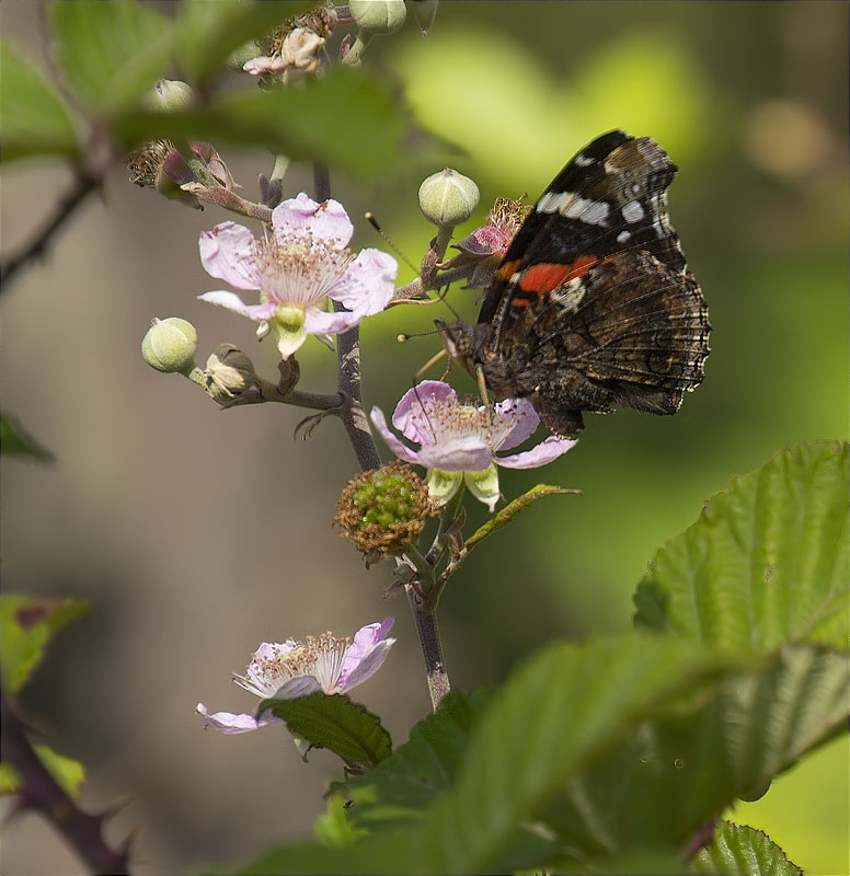 Atalanta (Vanessa atalanta)