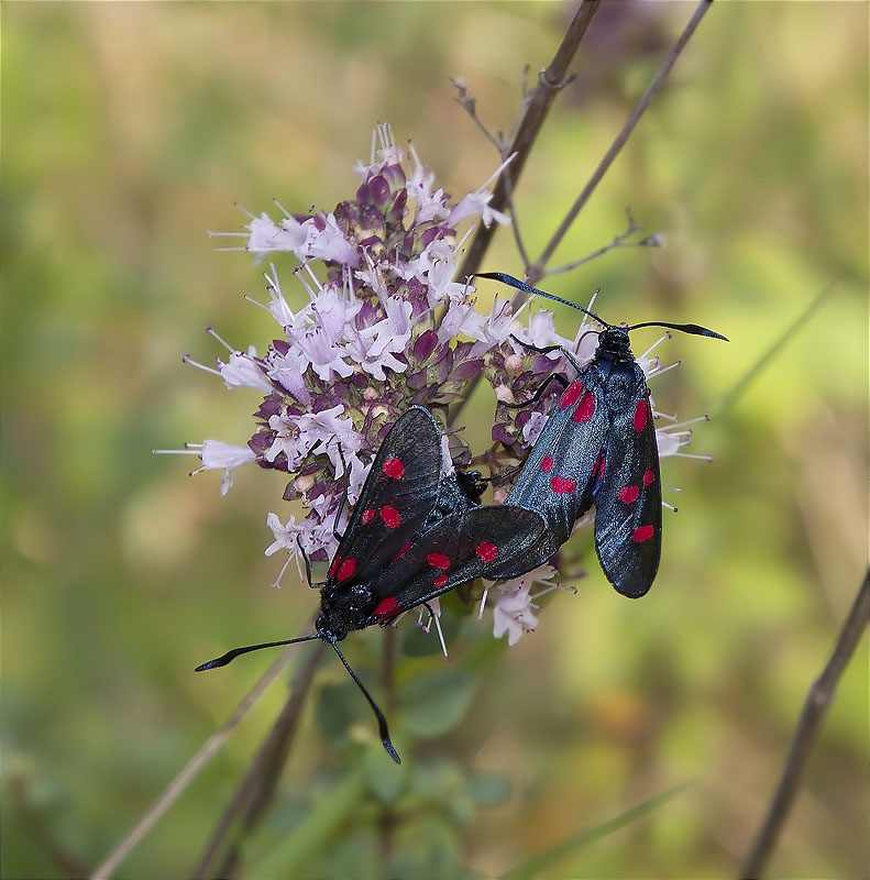 Zygaena (Zygaena) trifolii