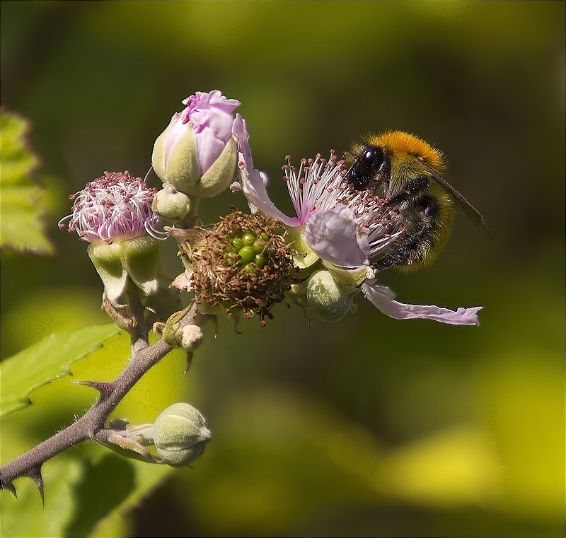 Abella de la mel (Apis mellifera)