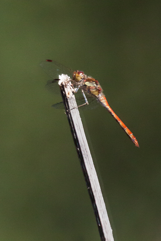 Libèlu-la (Sympetrum fonscolombii )