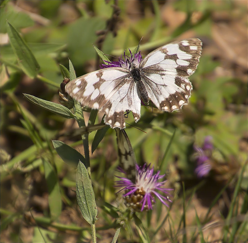 Melanargia sp.