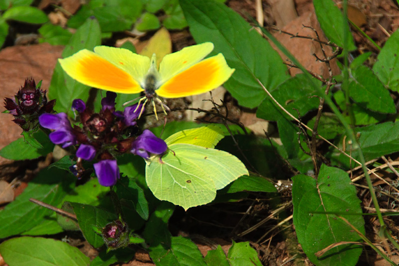 Gonepteryx cleopatra i Prunel.la grandiflora