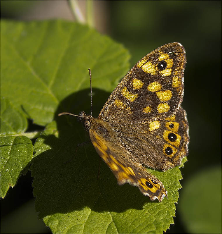 Bruna boscana (Pararge aegeria)