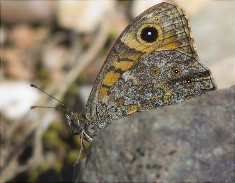 Margenera comuna (Lasiommata megera)