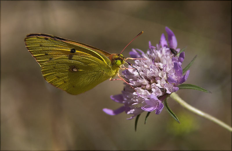 Colias crocea