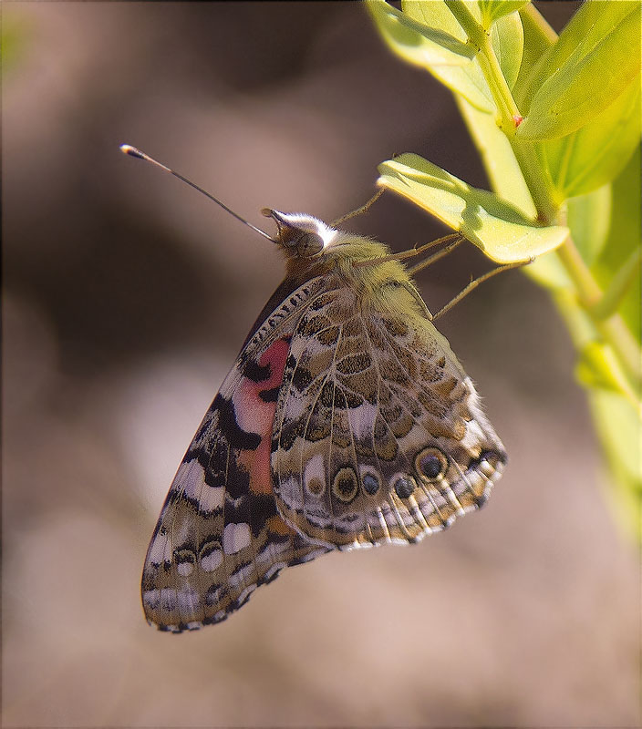 Papallona dels cards (Vanessa cardui )