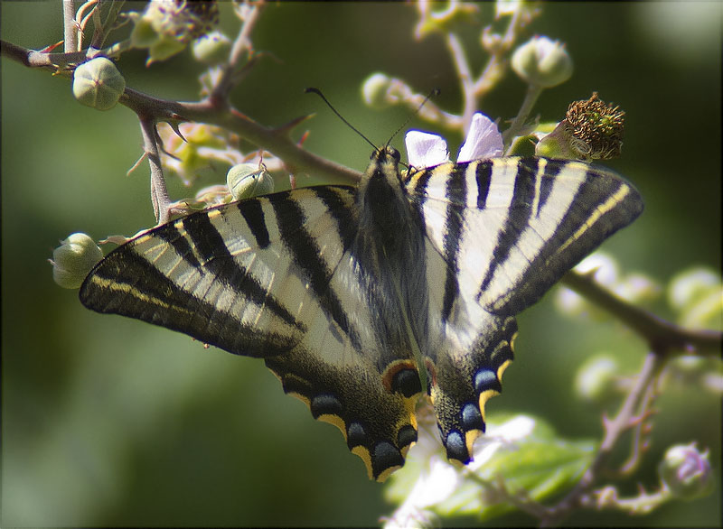 Iphiclides feisthamelii