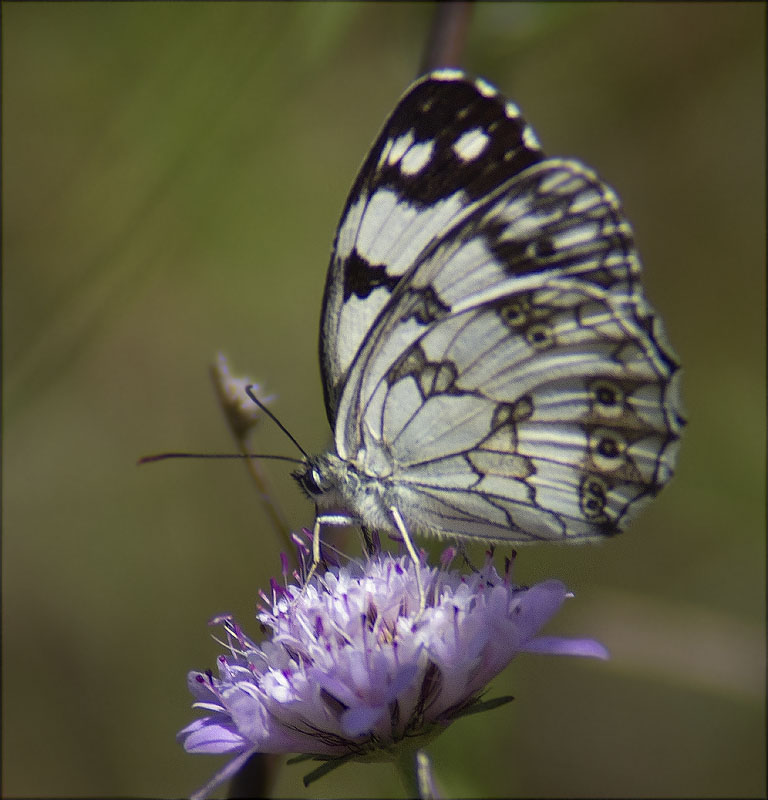 Escac ibèric (Melanargia lachesis) 2/2