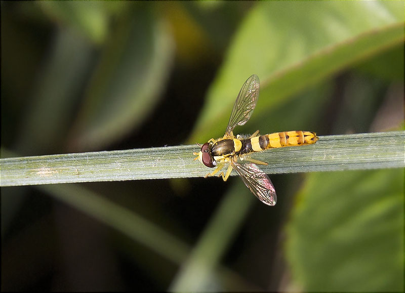 Sphaerophoria scripta