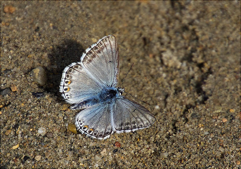 Papallona de la família Lycaenidae