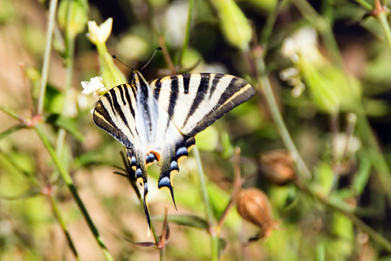 Papallona zebrada (Iphiclides feisthamelii)