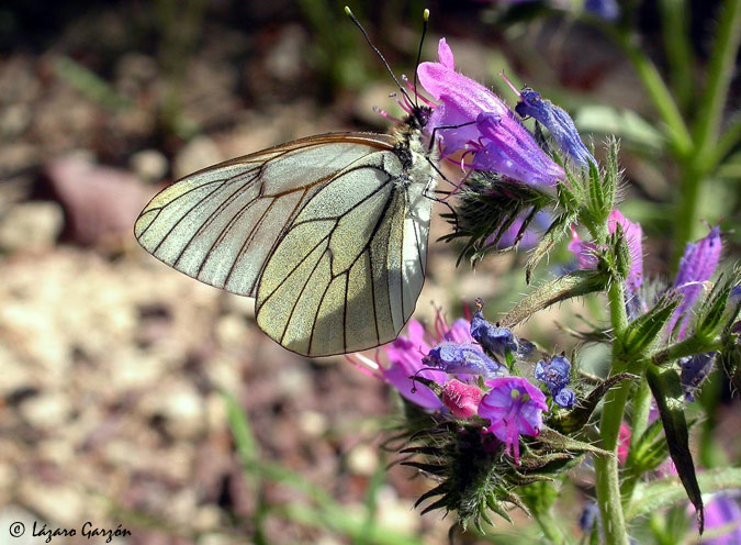 Blanca del Majuelo (Aporia crataegi)