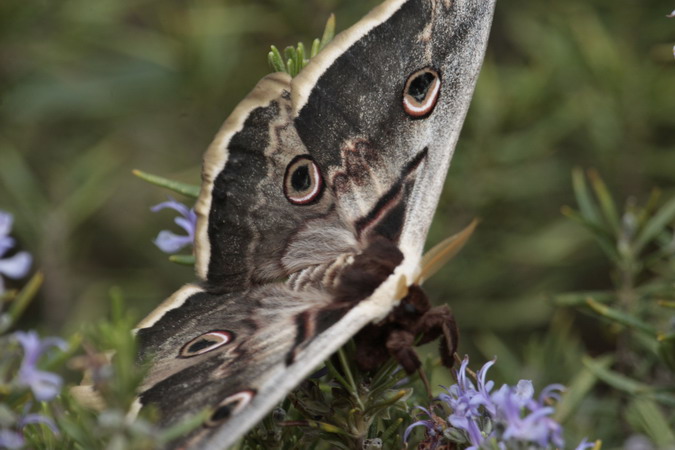 Bruixa Saturnia pyri