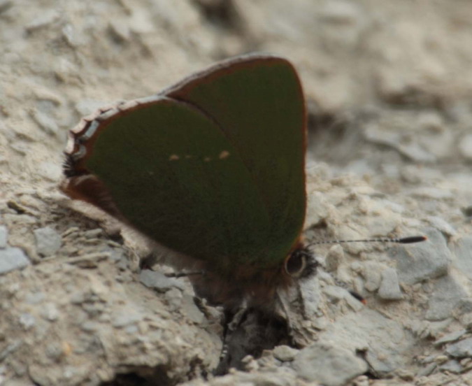 Callophrys rubi  Lycaenidae Theclinae