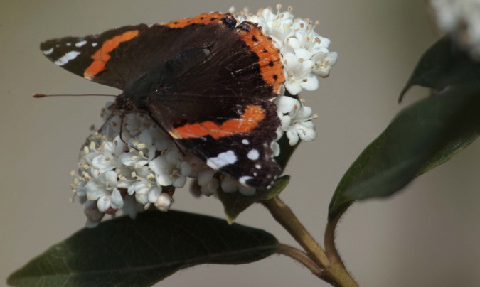 Vanessa atalanta