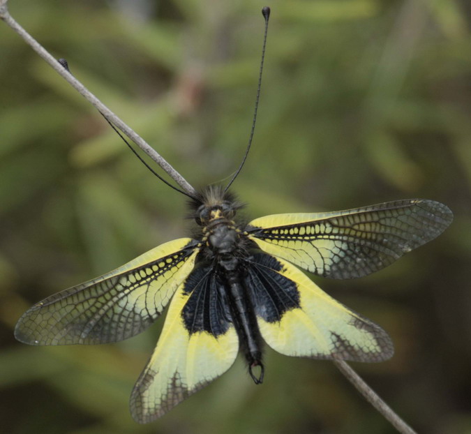 Libelloides baeticus