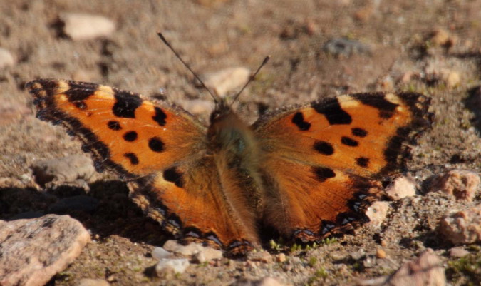 Nymphalis polychloros