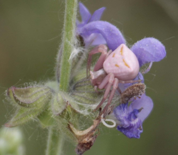 Thomisus onustus