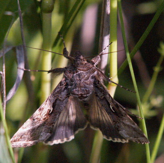 Autographa gamma