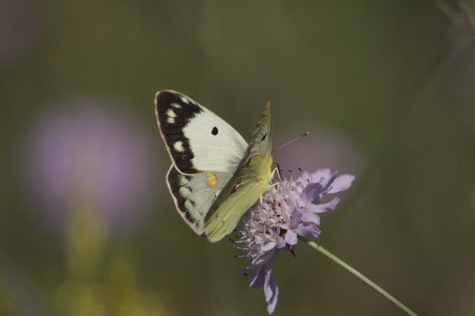 Colias hyale