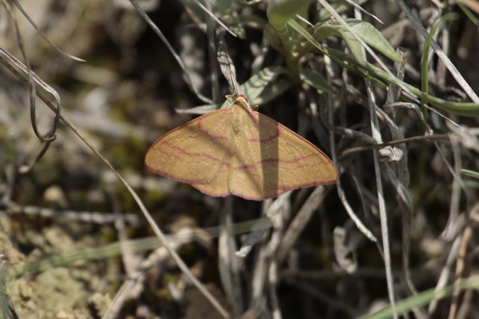 Rhodostrophia vibicaria