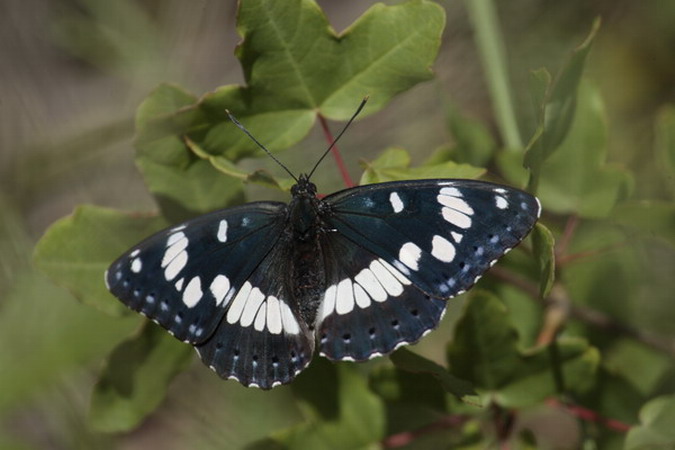 Limenitis reducta