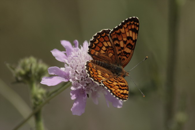 Melitaea phoebe