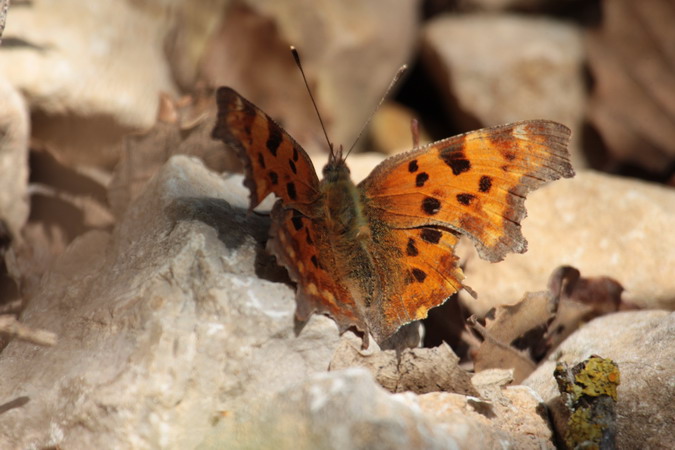 Polygonia c-album