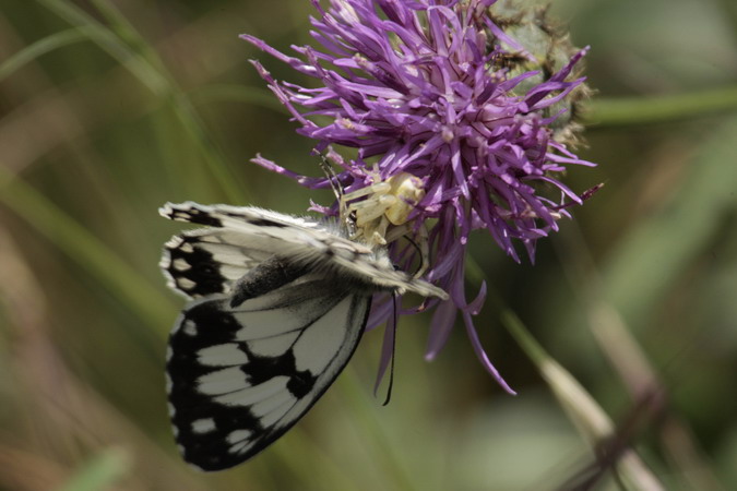 Melanargia lachesis, Thomisus onustus