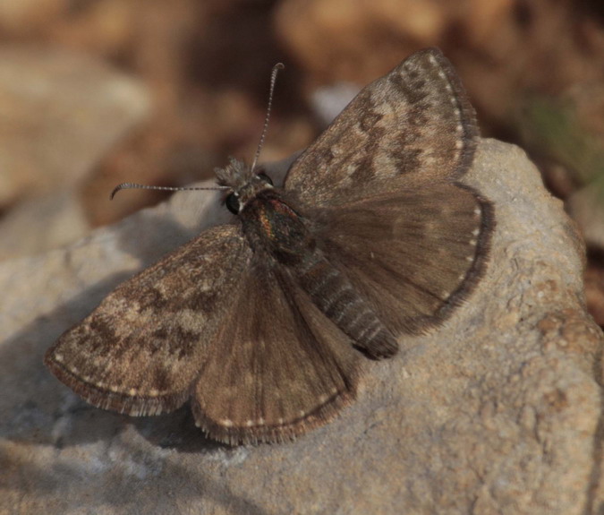 Erynnis tages