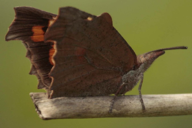 Libythea celtis