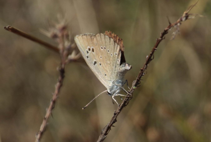 Glaucopsyche melanops