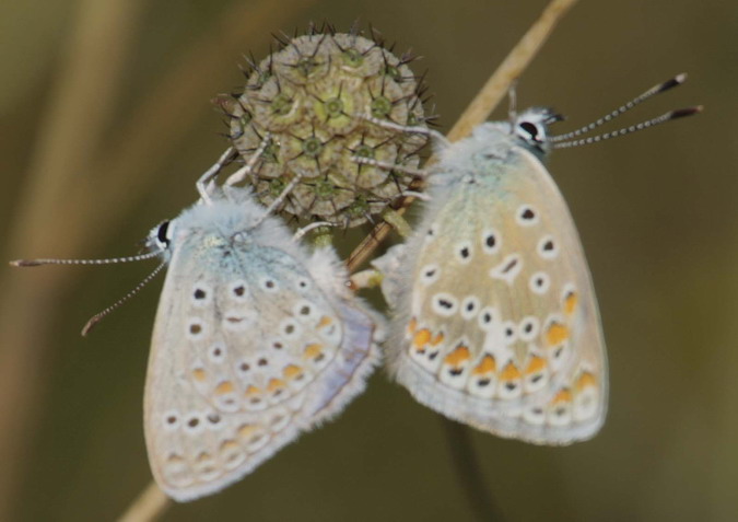 Polyommatus icarus